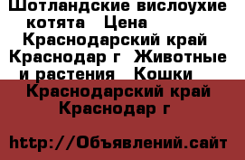 Шотландские вислоухие котята › Цена ­ 4 000 - Краснодарский край, Краснодар г. Животные и растения » Кошки   . Краснодарский край,Краснодар г.